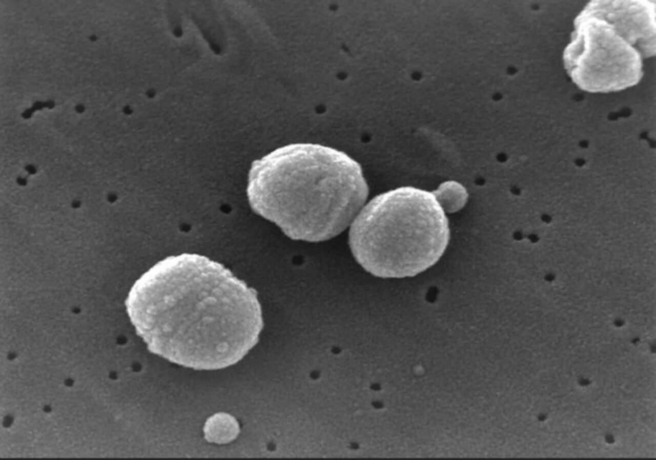 Streptococcus_pneumoniae01