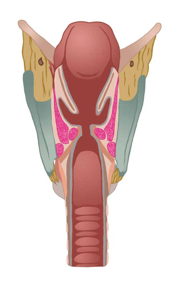 Oncology course image cropped