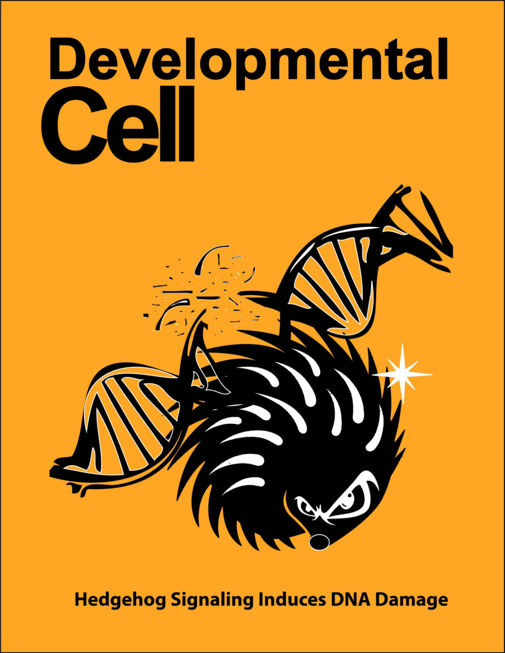 Image on the cover of Developmental Cell, created by Dr. Charron's team