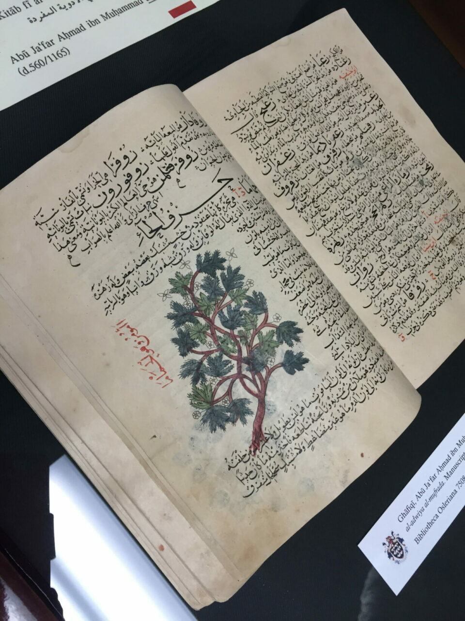 “The far-sighted donors of the Class of 1961 have made the reification of our misty-eyed dreams a reality. The Herbal of al-Ghāfiqī is a stunning work that asks more questions than it answers. It adds to the history of humanity.” – Professor J. Jamil Ragep, Director, Institute of Islamic Studies, McGill University.