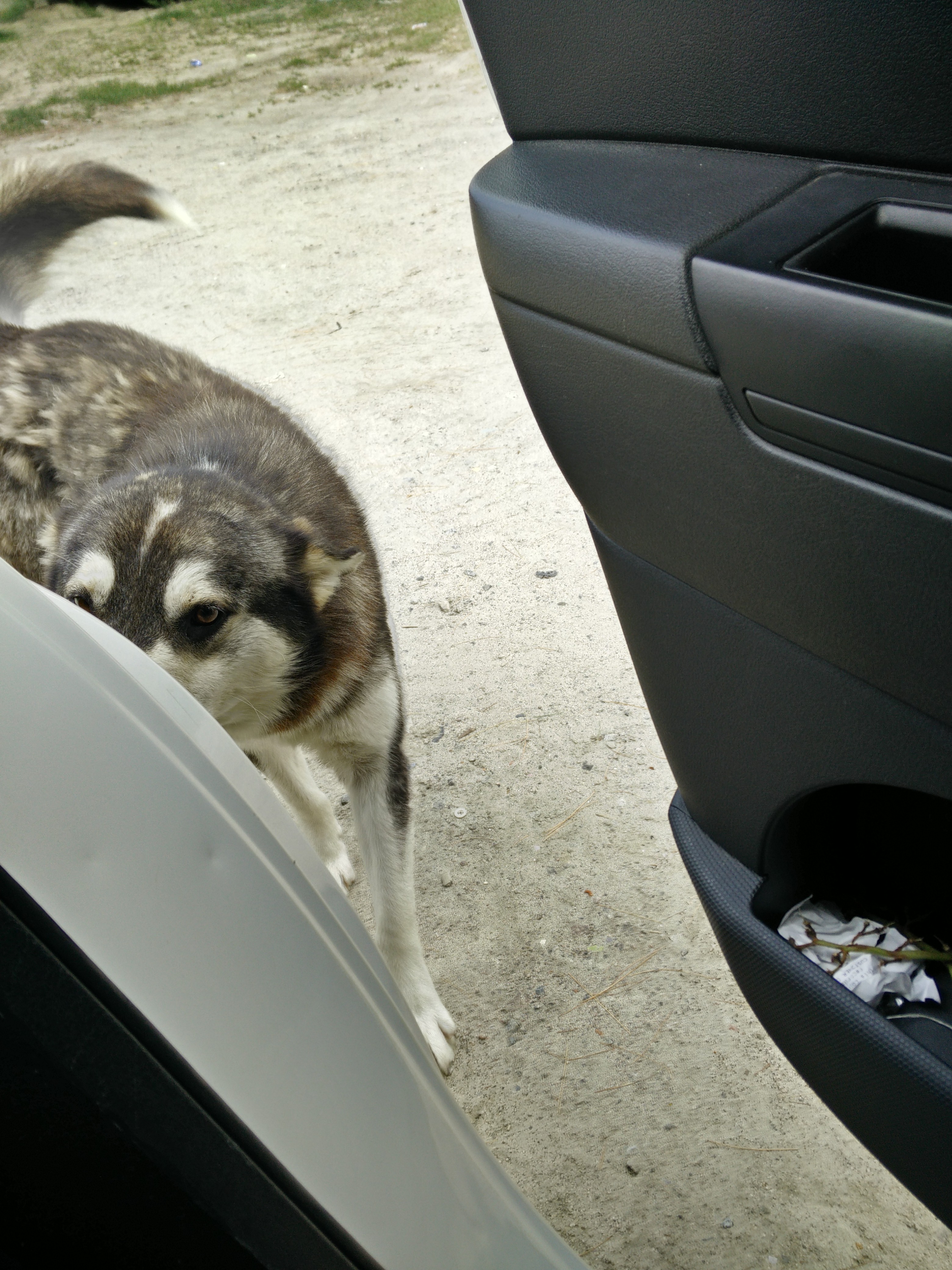 Hungry dog. Photo: Bill Huang