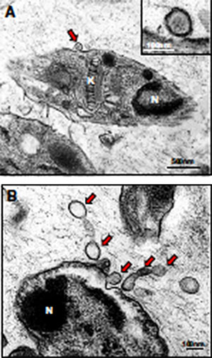 Small extra-cellular vesicles called exosomes (indicated by the red arrows) being released by the Leishmaniasis parasite