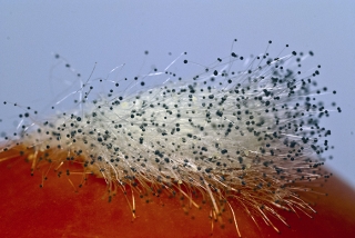 aspergillus_fumigatus_mold_on_tomato_1595014