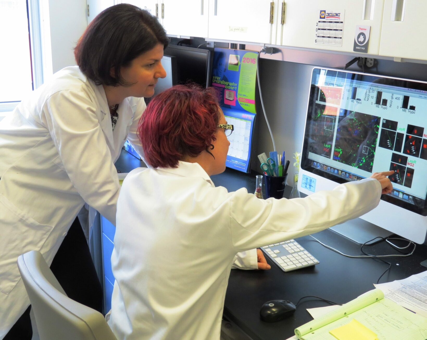 Maia Kokoeva and her research associate Sarah Robins looking at experiment results. Photo: Julie Robert, MUHC 