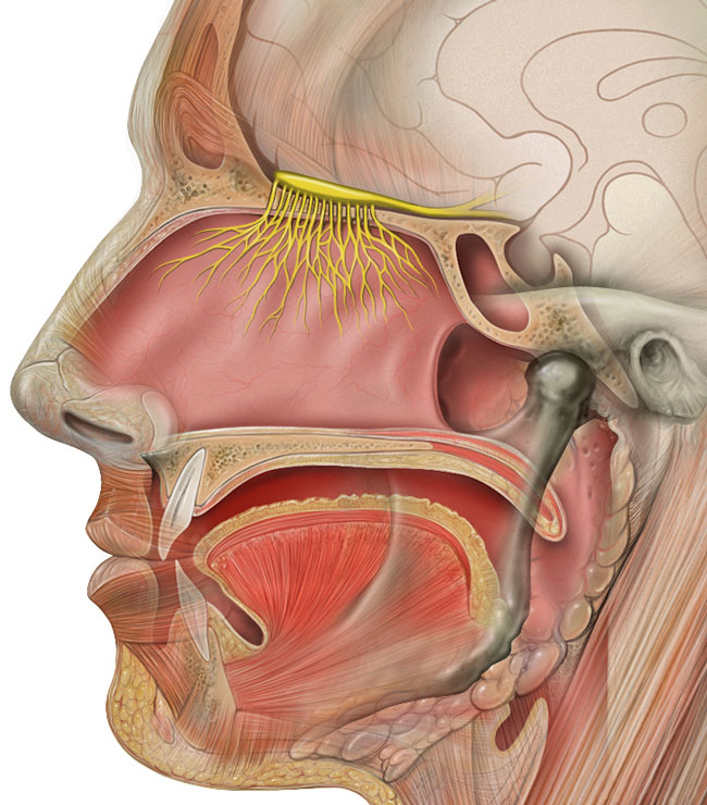 Illustration: Patrick J. Lynch, medical illustrator; C. Carl Jaffe, MD, cardiologist.